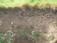 /album/my-local-birding-gallery/sand-martins-at-opur-ossett-colony-jpg/
